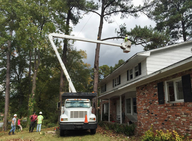 How Our Tree Care Process Works  in  Clifton Springs, NY